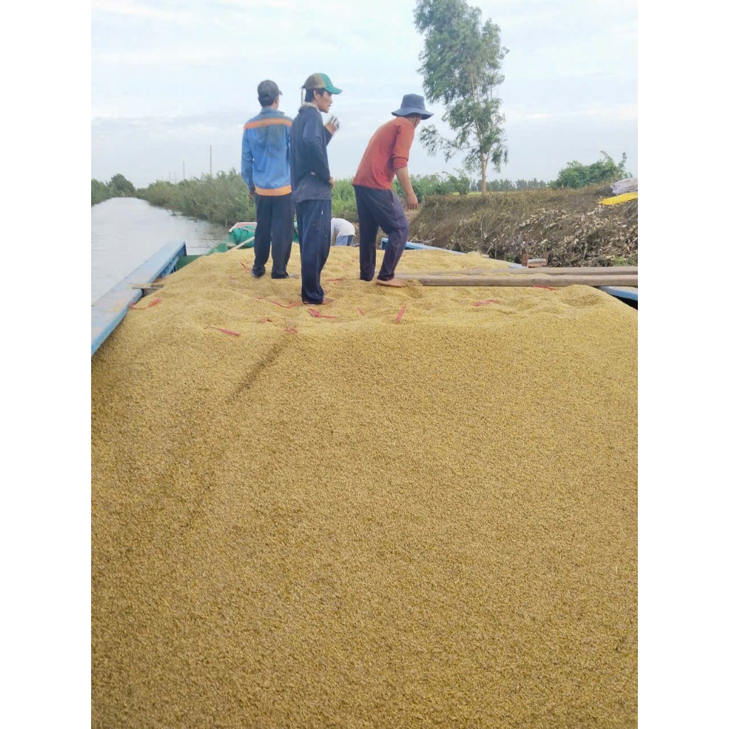 5kg LÚA GẠO CHẮC HẠT - cho gà, bồ câu ăn - Loại 1