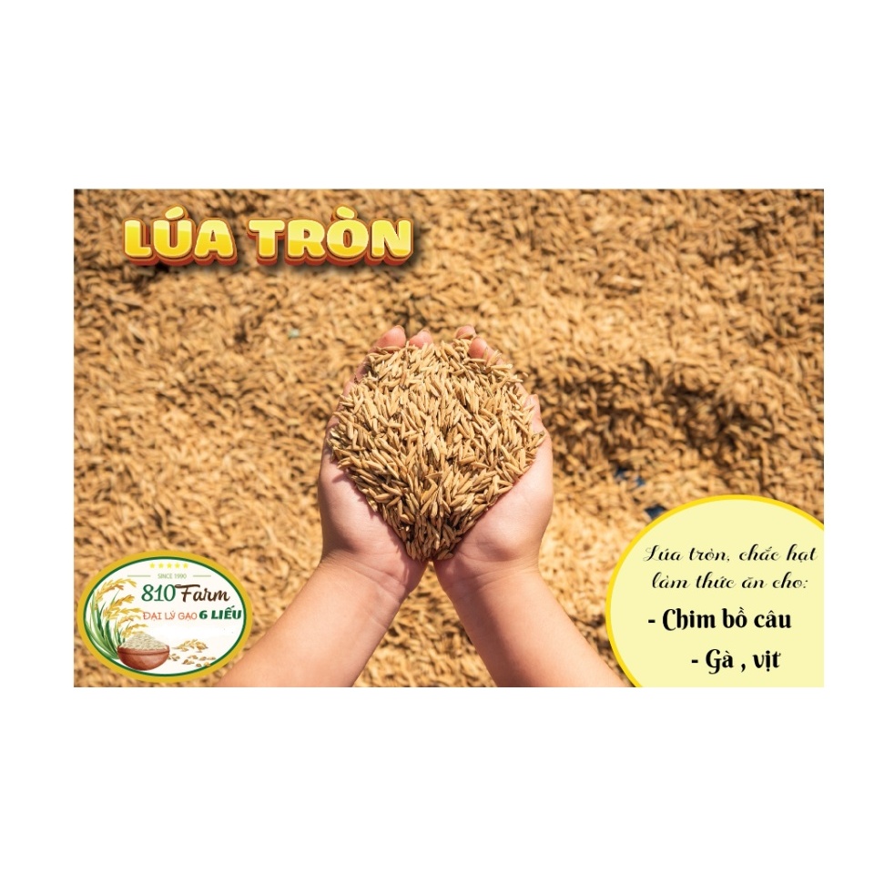 5kg LÚA GẠO CHẮC HẠT - cho gà, bồ câu ăn - Loại 1