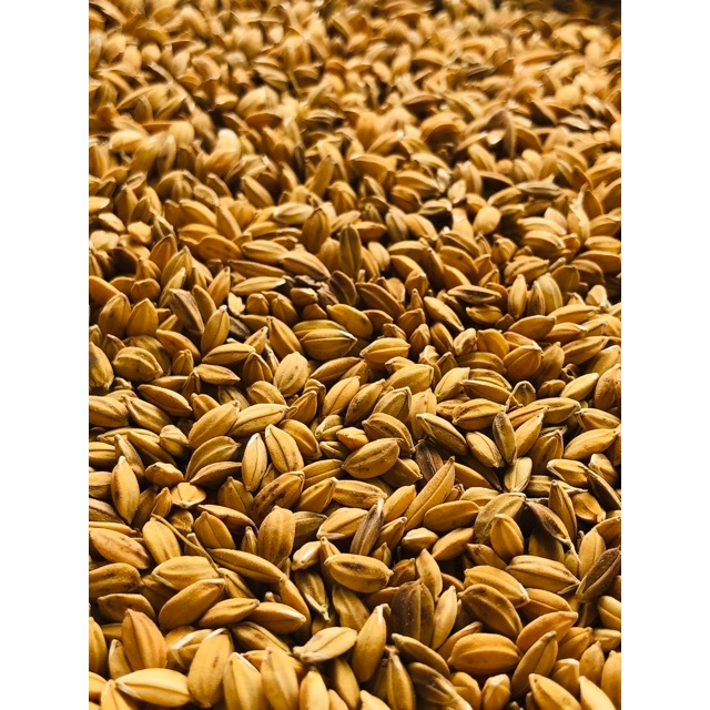 5kg LÚA GẠO CHẮC HẠT - cho gà, bồ câu ăn - Loại 1
