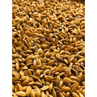 5kg LÚA GẠO CHẮC HẠT - cho gà, bồ câu ăn - Loại 1