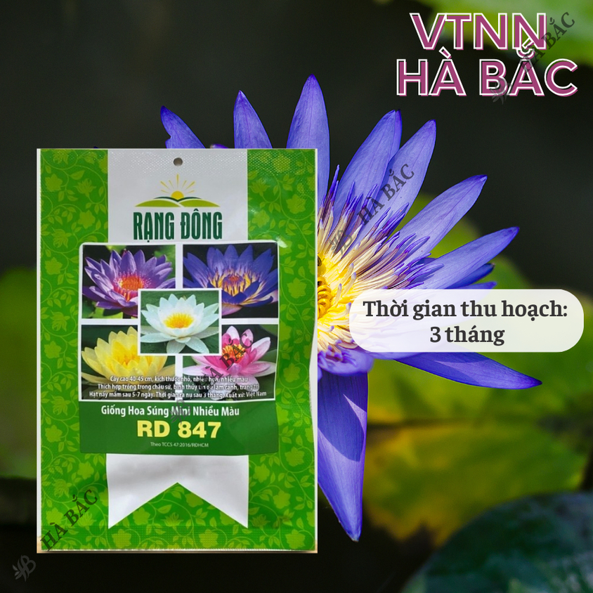 Hạt giống Hoa Súng Mini Nhiều Màu Rd 847 (5 hạt) phù hợp trồng chậu, quanh năm