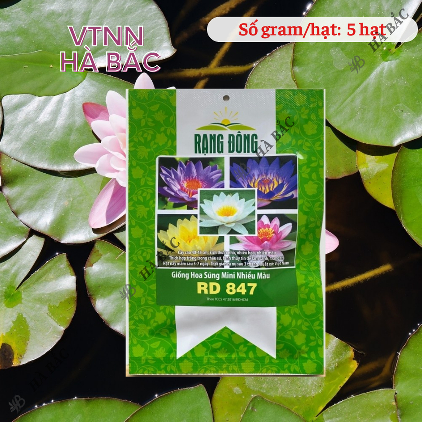 Hạt giống Hoa Súng Mini Nhiều Màu Rd 847 (5 hạt) phù hợp trồng chậu, quanh năm