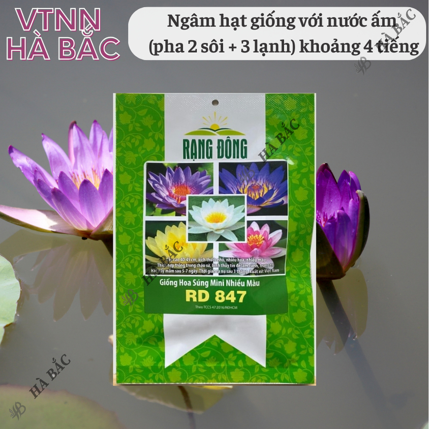 Hạt giống Hoa Súng Mini Nhiều Màu Rd 847 (5 hạt) phù hợp trồng chậu, quanh năm