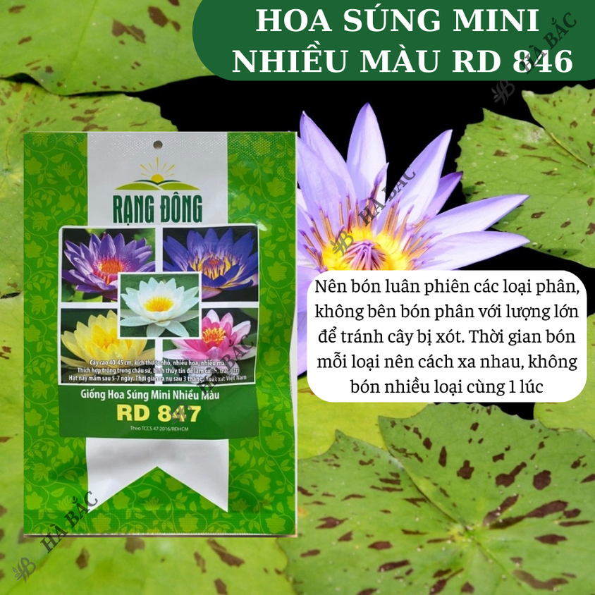 Hạt giống Hoa Súng Mini Nhiều Màu Rd 847 (5 hạt) phù hợp trồng chậu, quanh năm
