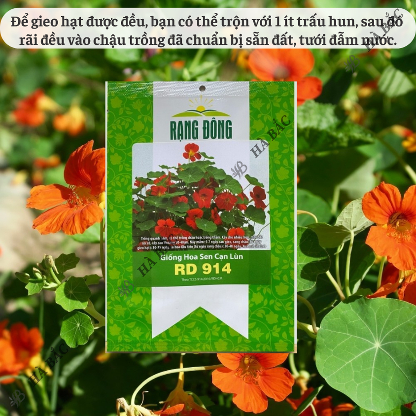 Hạt giống Hoa Sen Cạn Lùn Rd 914 (5 hạt) thích hợp trồng thảm hoặc chậu