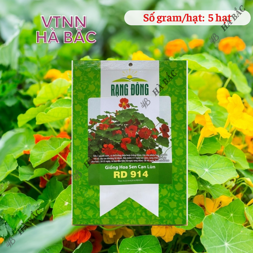 Hạt giống Hoa Sen Cạn Lùn Rd 914 (5 hạt) thích hợp trồng thảm hoặc chậu