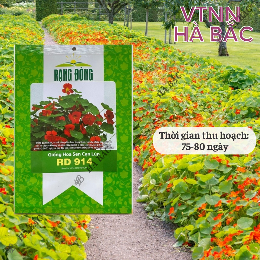 Hạt giống Hoa Sen Cạn Lùn Rd 914 (5 hạt) thích hợp trồng thảm hoặc chậu