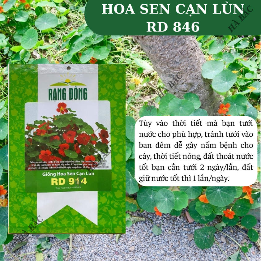 Hạt giống Hoa Sen Cạn Lùn Rd 914 (5 hạt) thích hợp trồng thảm hoặc chậu