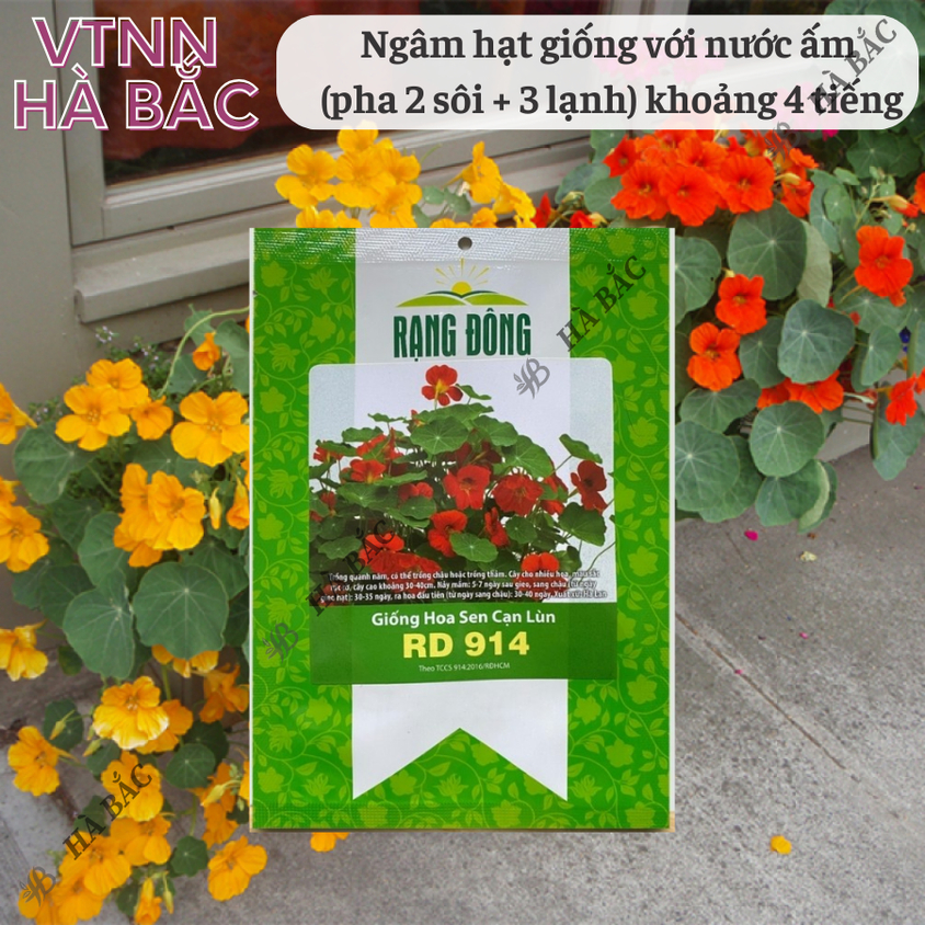 Hạt giống Hoa Sen Cạn Lùn Rd 914 (5 hạt) thích hợp trồng thảm hoặc chậu