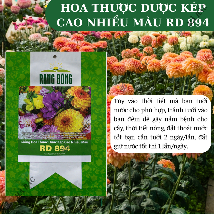Hạt giống Hoa Thược Dược Kép Cao Nhiều Màu Rd 894 (0,1gram~25 hạt) cao 140-160cm, trồng quanh năm