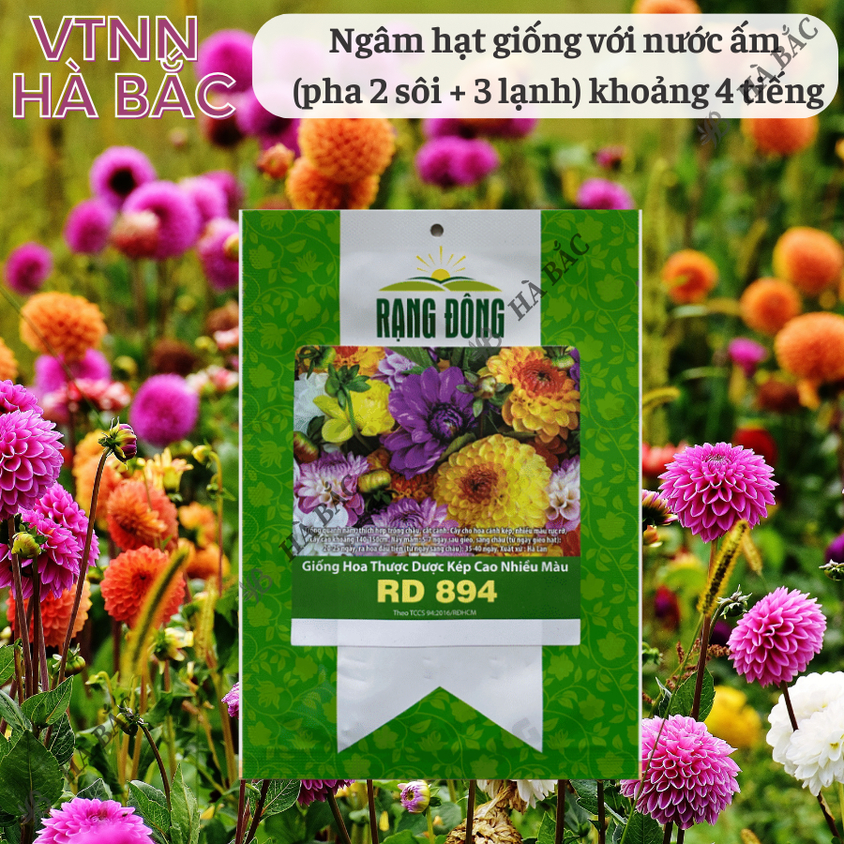 Hạt giống Hoa Thược Dược Kép Cao Nhiều Màu Rd 894 (0,1gram~25 hạt) cao 140-160cm, trồng quanh năm