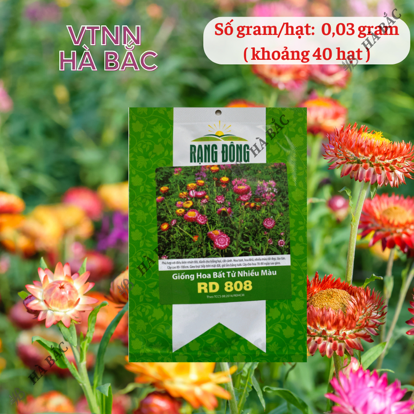 Hạt giống Hoa Bất Tử Nhiều Màu Rd 808 (0,03gram~40 hạt) thân cao 80-100cm, trồng quanh năm