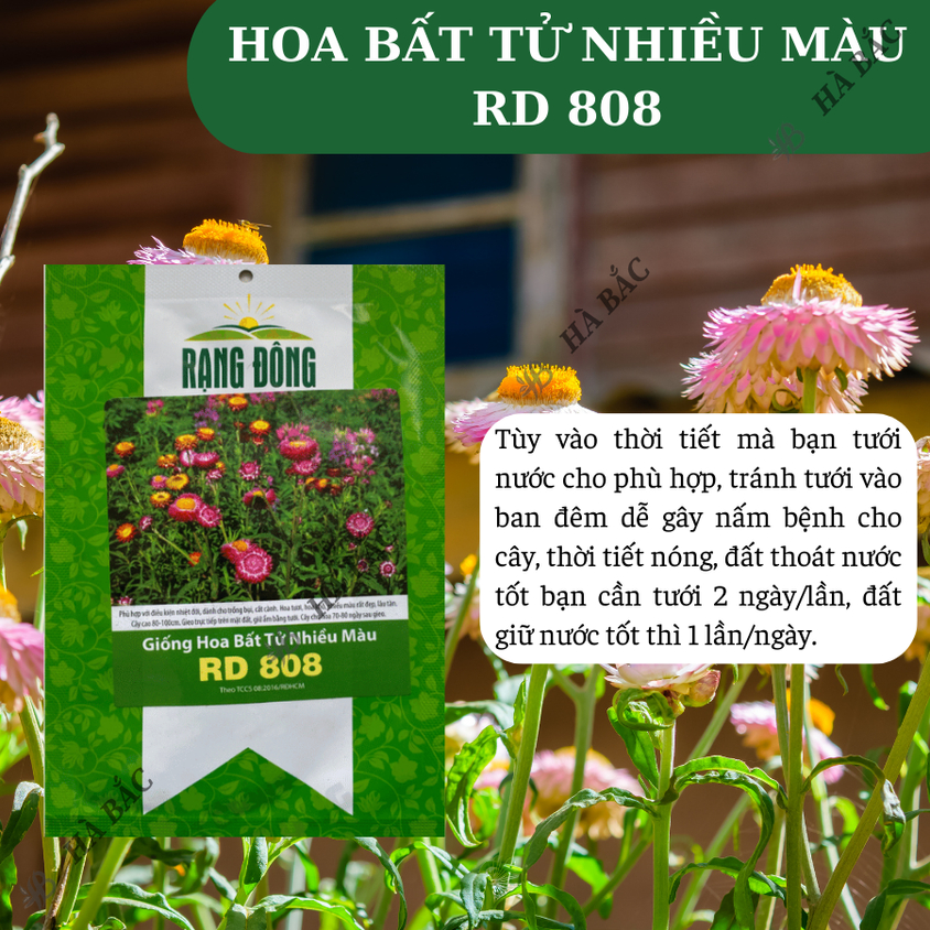 Hạt giống Hoa Bất Tử Nhiều Màu Rd 808 (0,03gram~40 hạt) thân cao 80-100cm, trồng quanh năm
