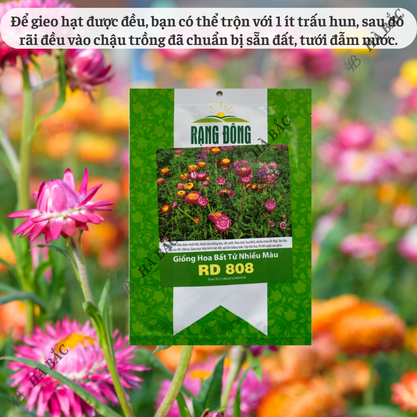 Hạt giống Hoa Bất Tử Nhiều Màu Rd 808 (0,03gram~40 hạt) thân cao 80-100cm, trồng quanh năm