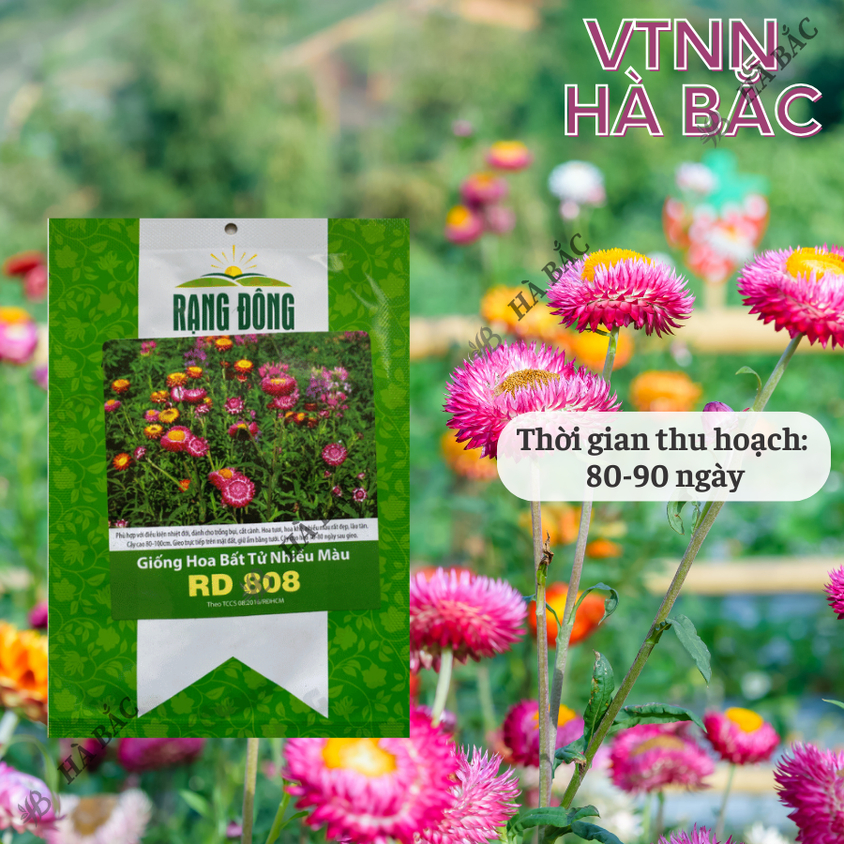 Hạt giống Hoa Bất Tử Nhiều Màu Rd 808 (0,03gram~40 hạt) thân cao 80-100cm, trồng quanh năm