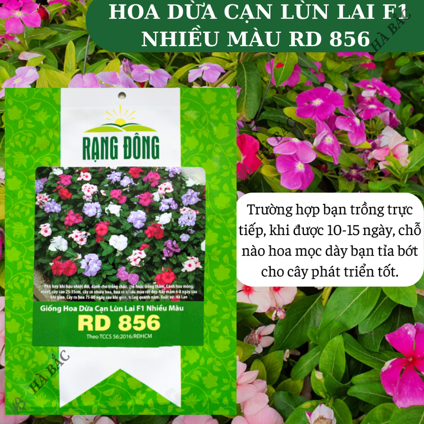 Hạt giống Hoa Dừa Cạn Lùn Lai F1 Nhiều Màu Rd 856 (0,03gram~30 hạt) trồng giỏ treo, chậu ban công