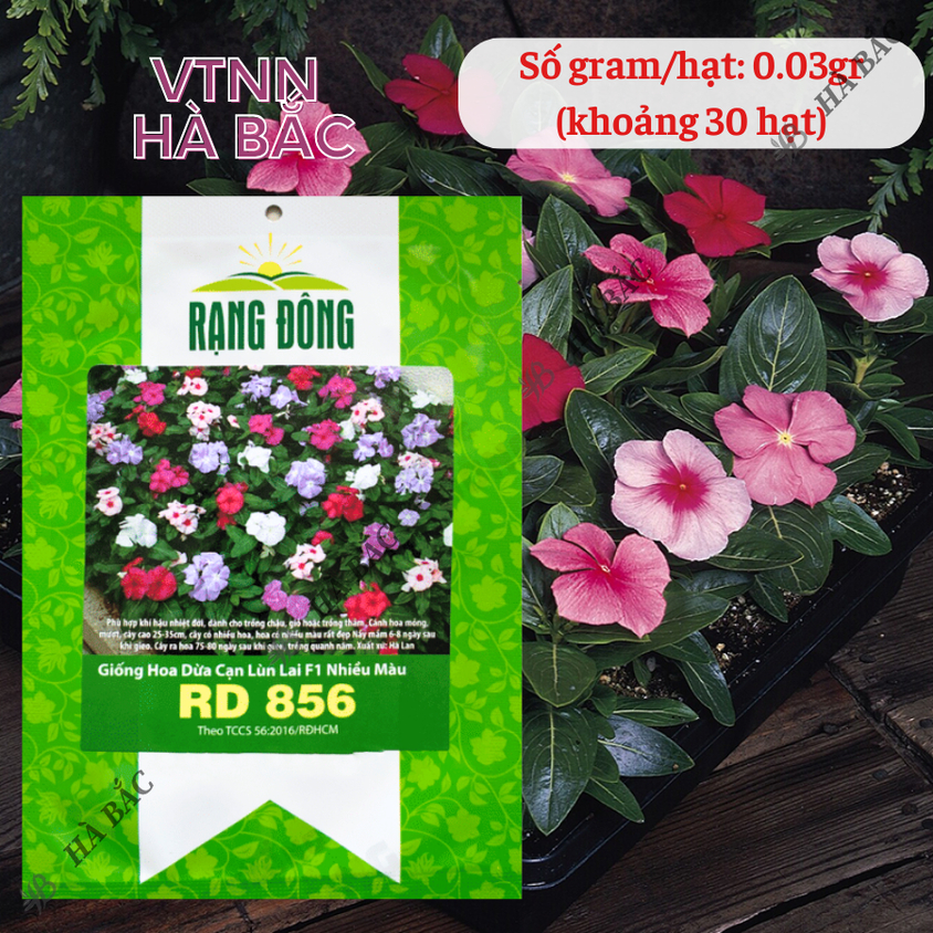 Hạt giống Hoa Dừa Cạn Lùn Lai F1 Nhiều Màu Rd 856 (0,03gram~30 hạt) trồng giỏ treo, chậu ban công
