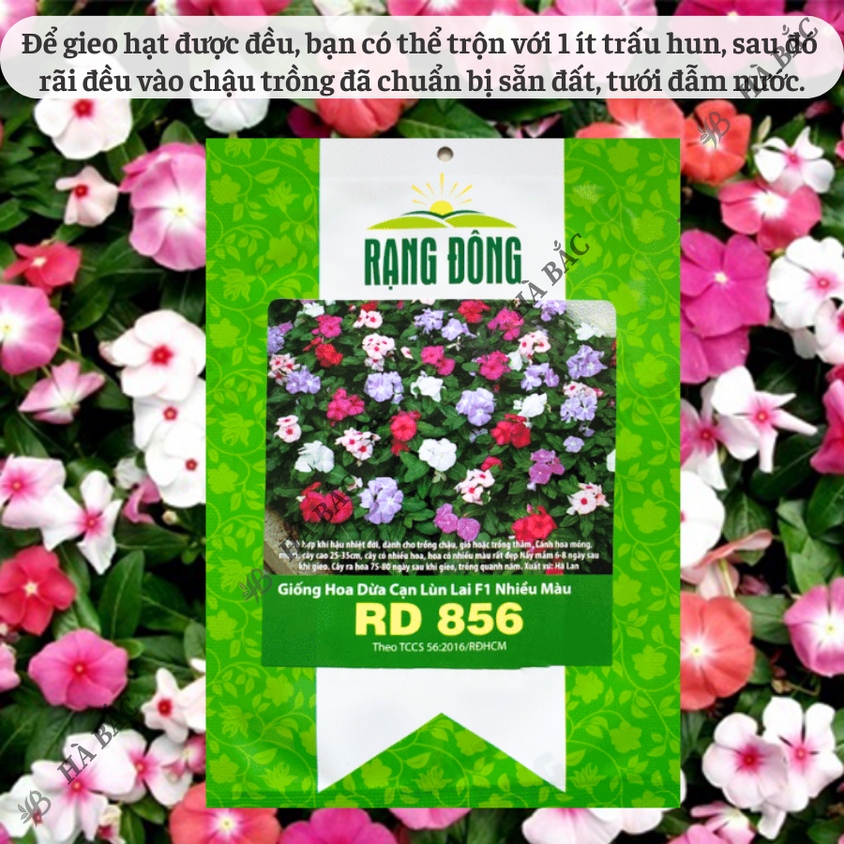 Hạt giống Hoa Dừa Cạn Lùn Lai F1 Nhiều Màu Rd 856 (0,03gram~30 hạt) trồng giỏ treo, chậu ban công
