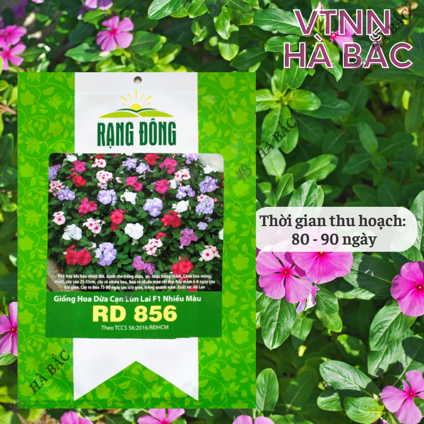 Hạt giống Hoa Dừa Cạn Lùn Lai F1 Nhiều Màu Rd 856 (0,03gram~30 hạt) trồng giỏ treo, chậu ban công
