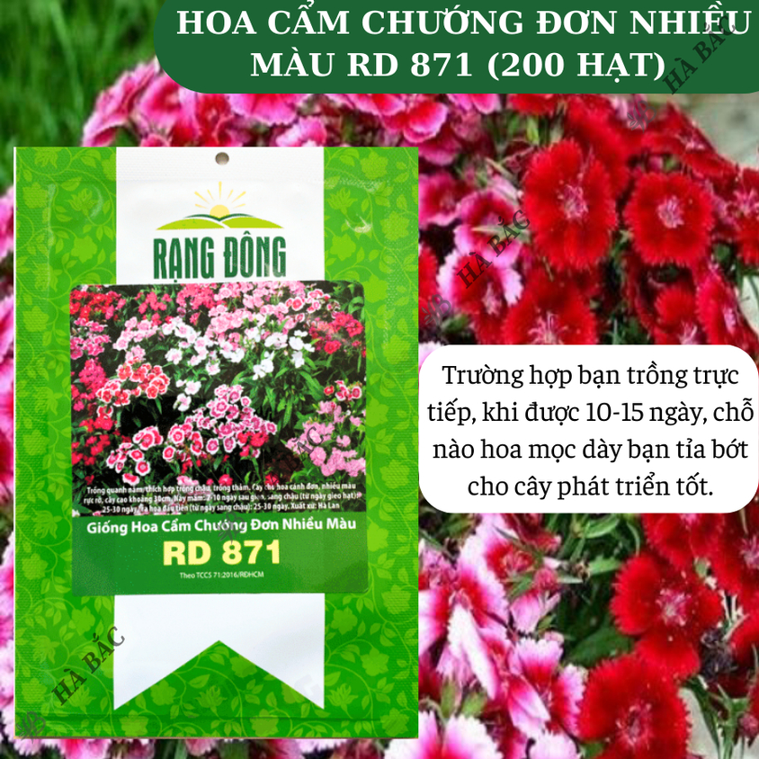 Hạt giống Hoa Cẩm Chướng Đơn Nhiều Màu Rd 871 (0,1gram~200 hạt) sinh trưởng khỏe, trồng quanh năm