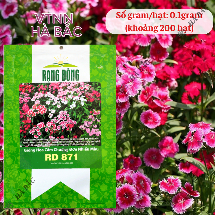Hạt giống Hoa Cẩm Chướng Đơn Nhiều Màu Rd 871 (0,1gram~200 hạt) sinh trưởng khỏe, trồng quanh năm