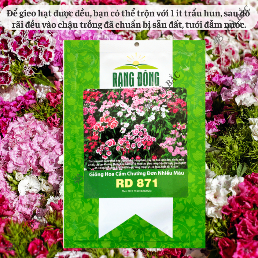 Hạt giống Hoa Cẩm Chướng Đơn Nhiều Màu Rd 871 (0,1gram~200 hạt) sinh trưởng khỏe, trồng quanh năm