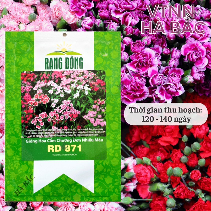 Hạt giống Hoa Cẩm Chướng Đơn Nhiều Màu Rd 871 (0,1gram~200 hạt) sinh trưởng khỏe, trồng quanh năm