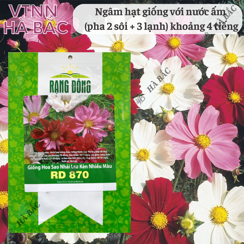 Hạt giống Hoa Sao Nhái Loa Kèn Nhiều Màu Rd 870 (0,1gram~35 hạt) dễ nảy mầm, trồng quanh năm