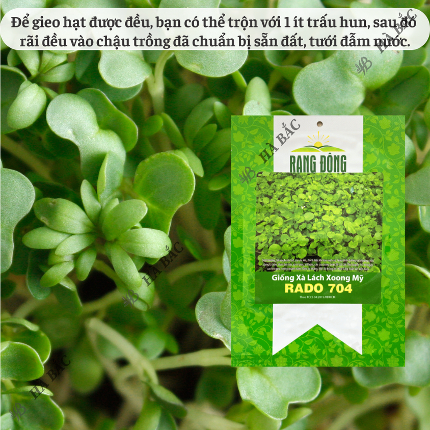 Hạt giống Xà Lách Xoong Rado 704 (1gram~1500 hạt) giàu dinh dưỡng, chịu nhiệt tốt, trồng quanh năm