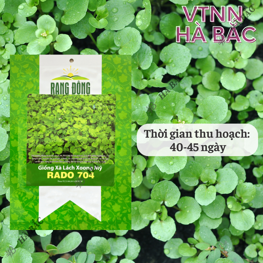 Hạt giống Xà Lách Xoong Rado 704 (1gram~1500 hạt) giàu dinh dưỡng, chịu nhiệt tốt, trồng quanh năm