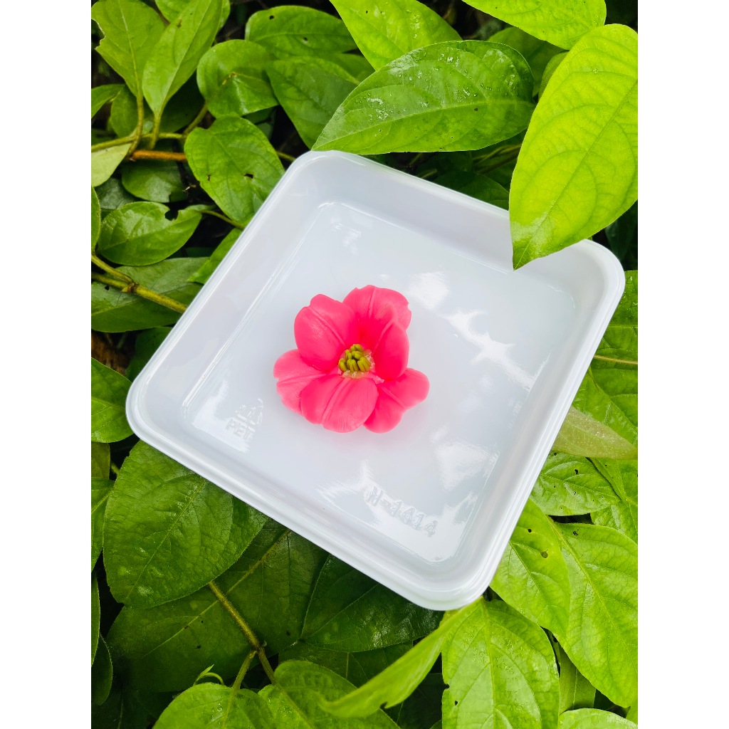 Hoa lan cánh mỏng