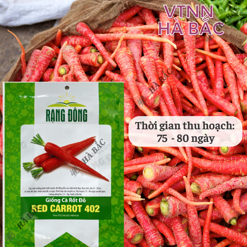 Hạt giống Cà Rốt Đỏ Red Carot 402 (5gram~1200 hạt) dễ chăm sóc, trồng quanh năm, củ to, dài