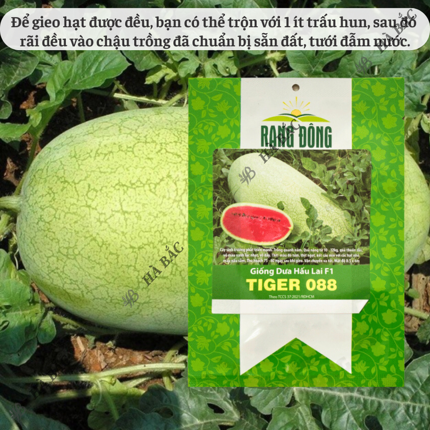 Hạt giống Dưa Hấu Lai F1 Tiger 088 (10 hạt) trái to chắc, nặng 10-12 Kg, ruột đỏ, trồng quanh năm