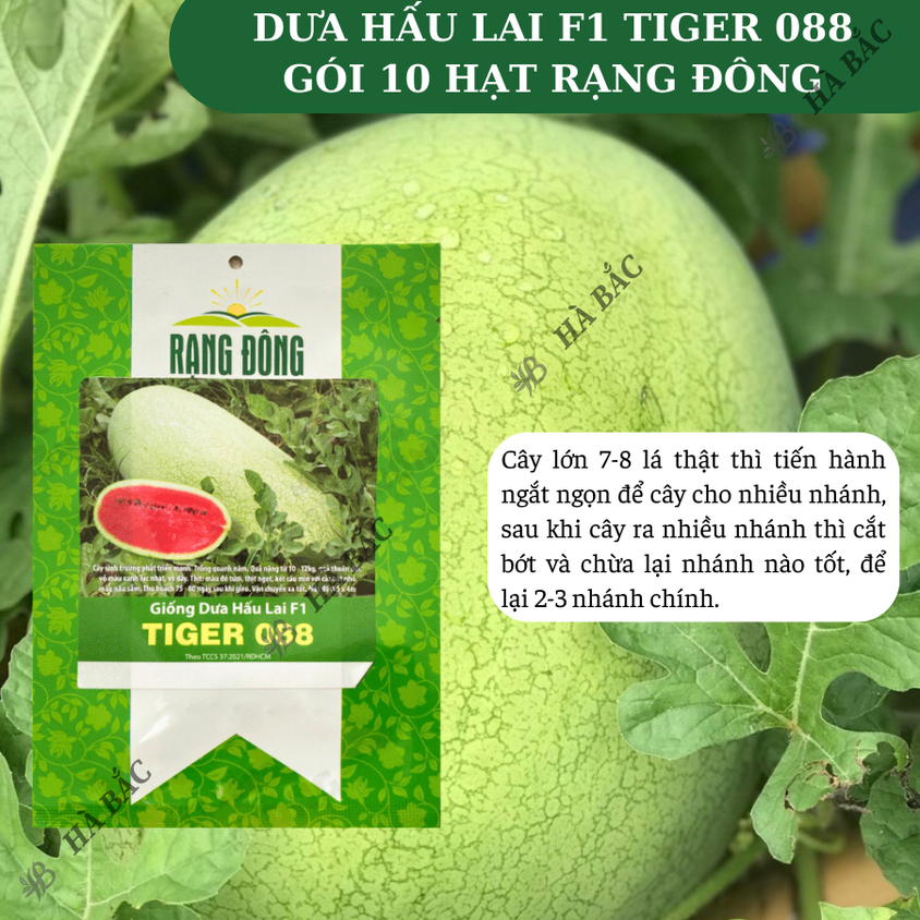 Hạt giống Dưa Hấu Lai F1 Tiger 088 (10 hạt) trái to chắc, nặng 10-12 Kg, ruột đỏ, trồng quanh năm