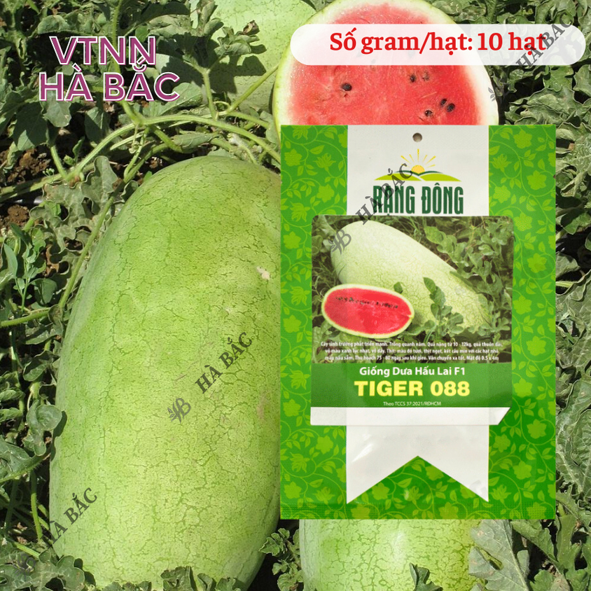 Hạt giống Dưa Hấu Lai F1 Tiger 088 (10 hạt) trái to chắc, nặng 10-12 Kg, ruột đỏ, trồng quanh năm