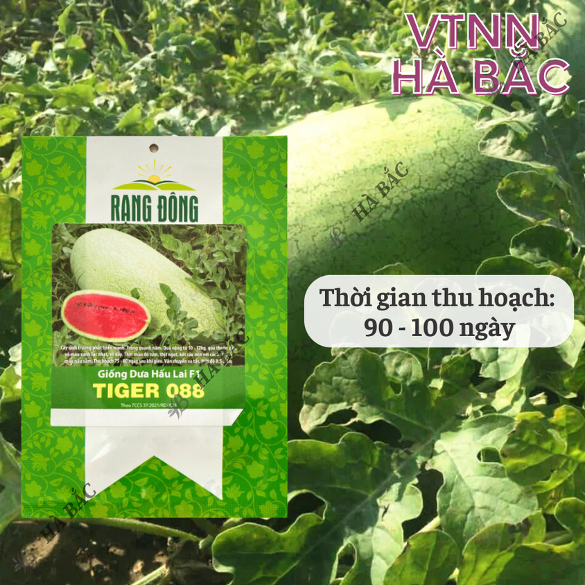 Hạt giống Dưa Hấu Lai F1 Tiger 088 (10 hạt) trái to chắc, nặng 10-12 Kg, ruột đỏ, trồng quanh năm