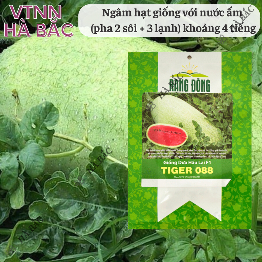 Hạt giống Dưa Hấu Lai F1 Tiger 088 (10 hạt) trái to chắc, nặng 10-12 Kg, ruột đỏ, trồng quanh năm