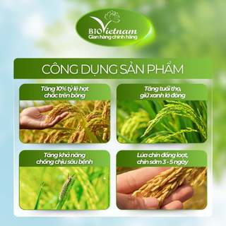Phân bón hữu cơ BIO VÔ ĐỊCH GẠO tăng năng suất gạo, vô gạo liên tục, chắc hạt nặng ký, tăng tuổi thọ cây  | BIO VIỆT NAM