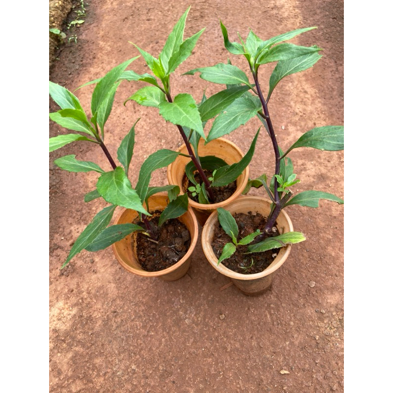 Cây giống rau lủi (rau rừng Gia Lai) | Shopee Việt Nam