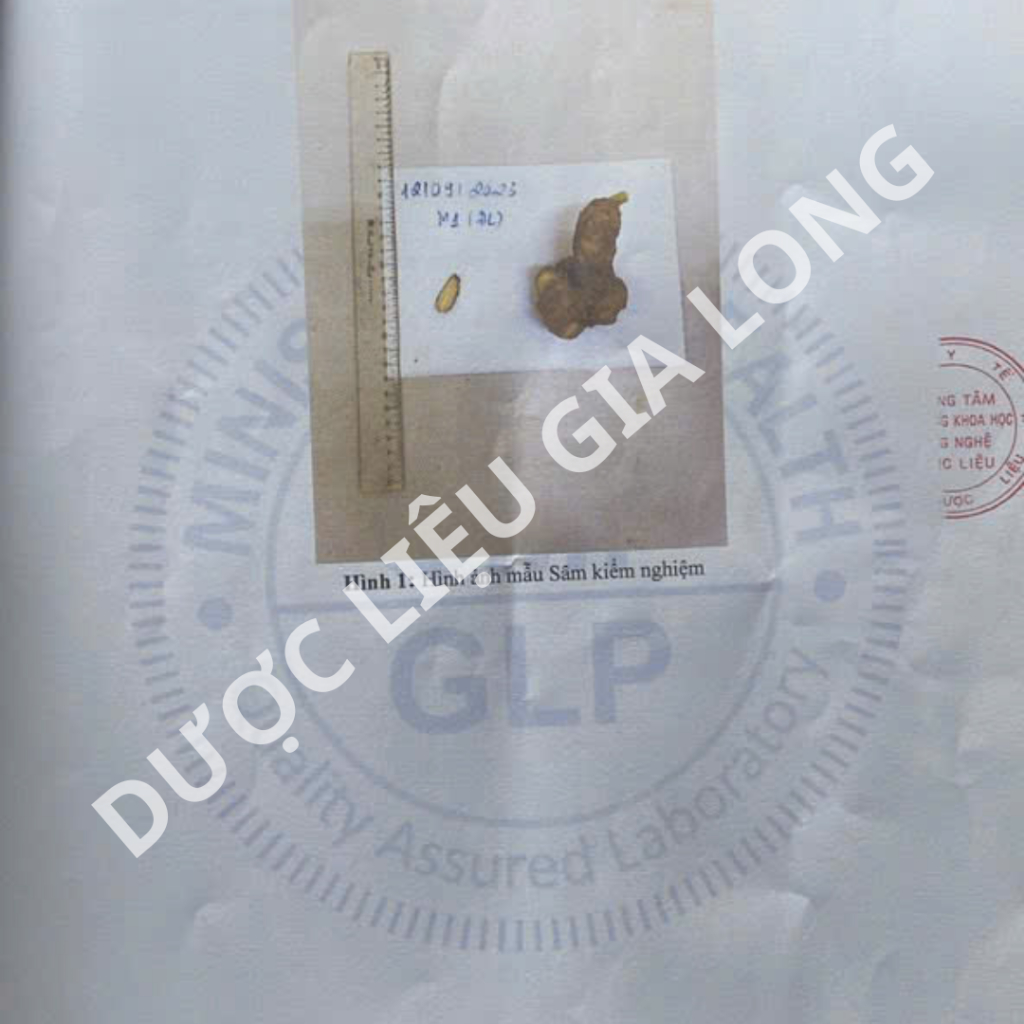 1kg Sâm Lai Châu (Sâm Ngọc Linh Lai Châu) hàng Vùi Rừng già lâu năm được kiểm định