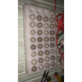 Vỉ xốp vận chuyển trứng gà Rutin tùy kích thước 10 hoặc 20 trứng - dày 3cm