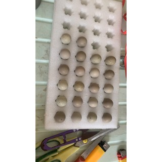Vỉ xốp vận chuyển trứng gà Rutin tùy kích thước 10 hoặc 20 trứng - dày 3cm