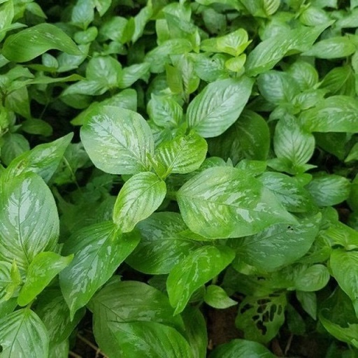 COM BO 4 Cây lá cẩm 2 tím, 2 đỏ ( bầu đẹp) CANH NÔNG KVT