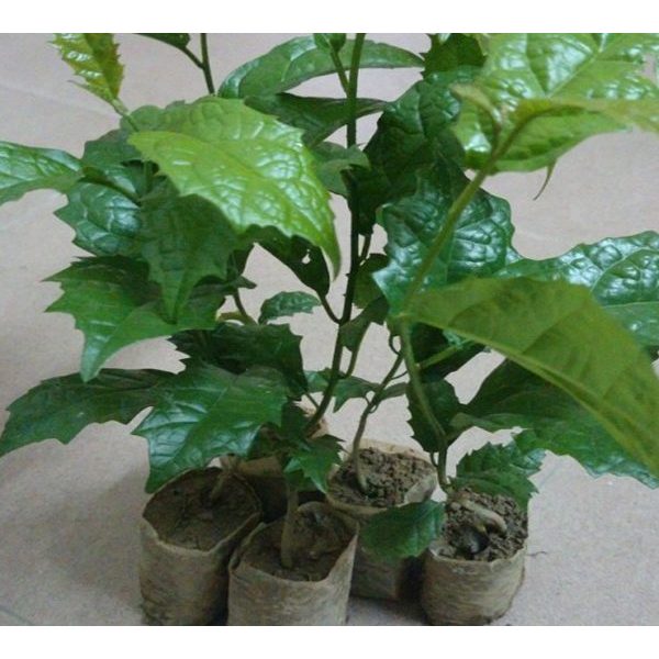 Cây giống xạ đen loại cây giống rất quý mỗi gia đình nên có 1 cây trong nhà làm cảnh CANH NÔNG KVT
