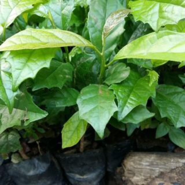 Cây giống xạ đen loại cây giống rất quý mỗi gia đình nên có 1 cây trong nhà làm cảnh CANH NÔNG KVT