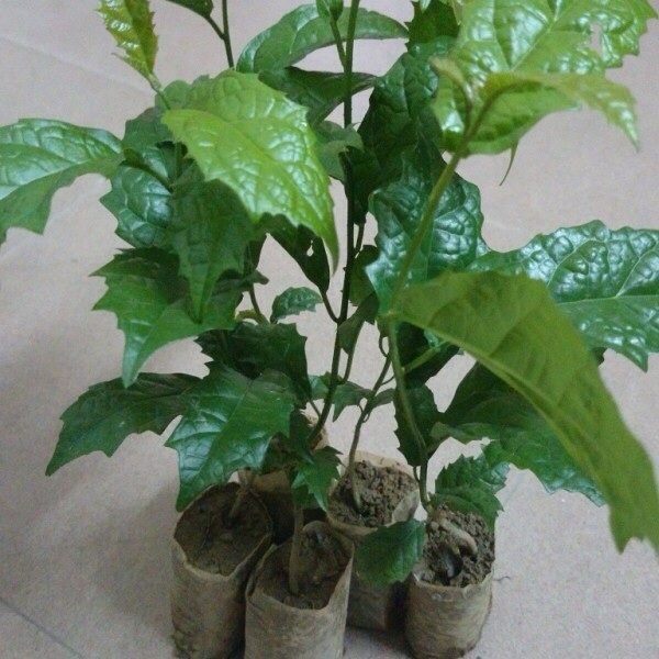 Cây giống xạ đen loại cây giống rất quý mỗi gia đình nên có 1 cây trong nhà làm cảnh CANH NÔNG KVT