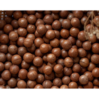 Hạt Macca nứt vỏ Đăk Lăk giàu dinh dưỡng thơm ngon 500gr