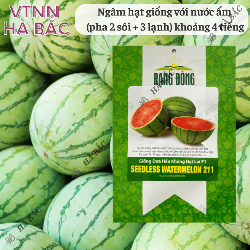 Hạt giống Dưa Hấu Không Hạt Lai F1 211 (5 hạt) trái to, ruột đỏ tươi, ngọt, trồng quanh năm