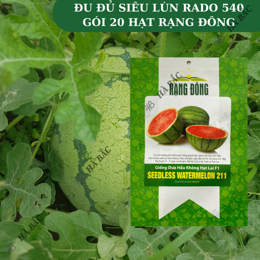 Hạt giống Dưa Hấu Không Hạt Lai F1 211 (5 hạt) trái to, ruột đỏ tươi, ngọt, trồng quanh năm