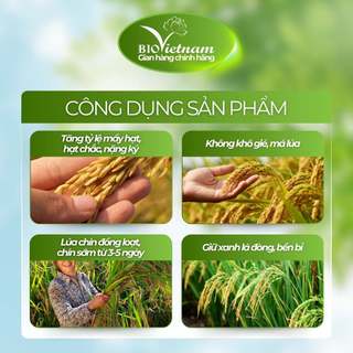 (MUA 10 TẶNG 1) Phân bón hữu cơ BIO SIÊU VÀO GẠO PLUS 250g vào gạo liên tục, chắc hạt | BIO VIỆT NAM